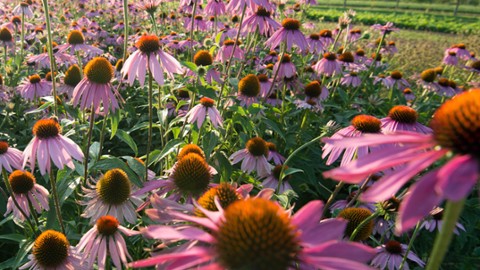 Weleda: Gewinn steigt 2016 um 7.5%, Investitionen belasten operatives Ergebnis – Höhere Spenden und Dividenden