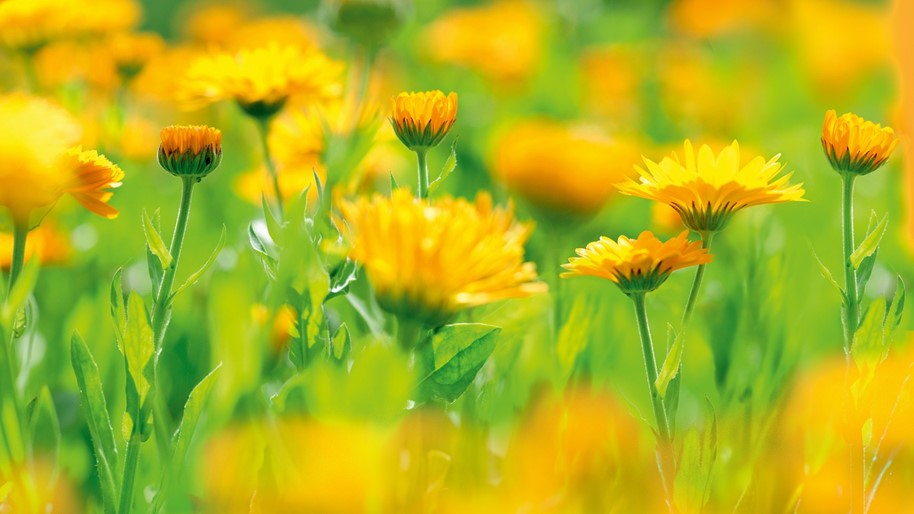 Weleda: Neue Produkte sollen auch 2019 für Wachstum in der Naturkosmetik sorgen