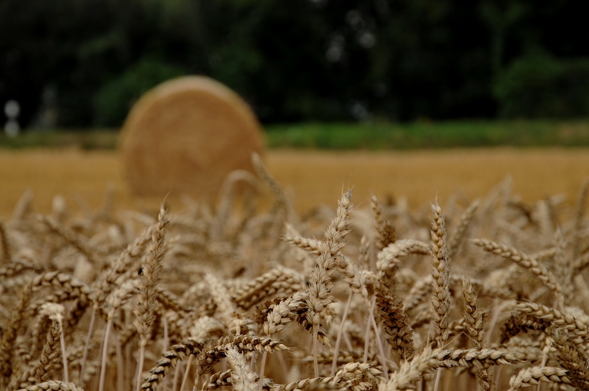 Groupe Minoteries: Dividendenvorschlag wird nochmals angehoben