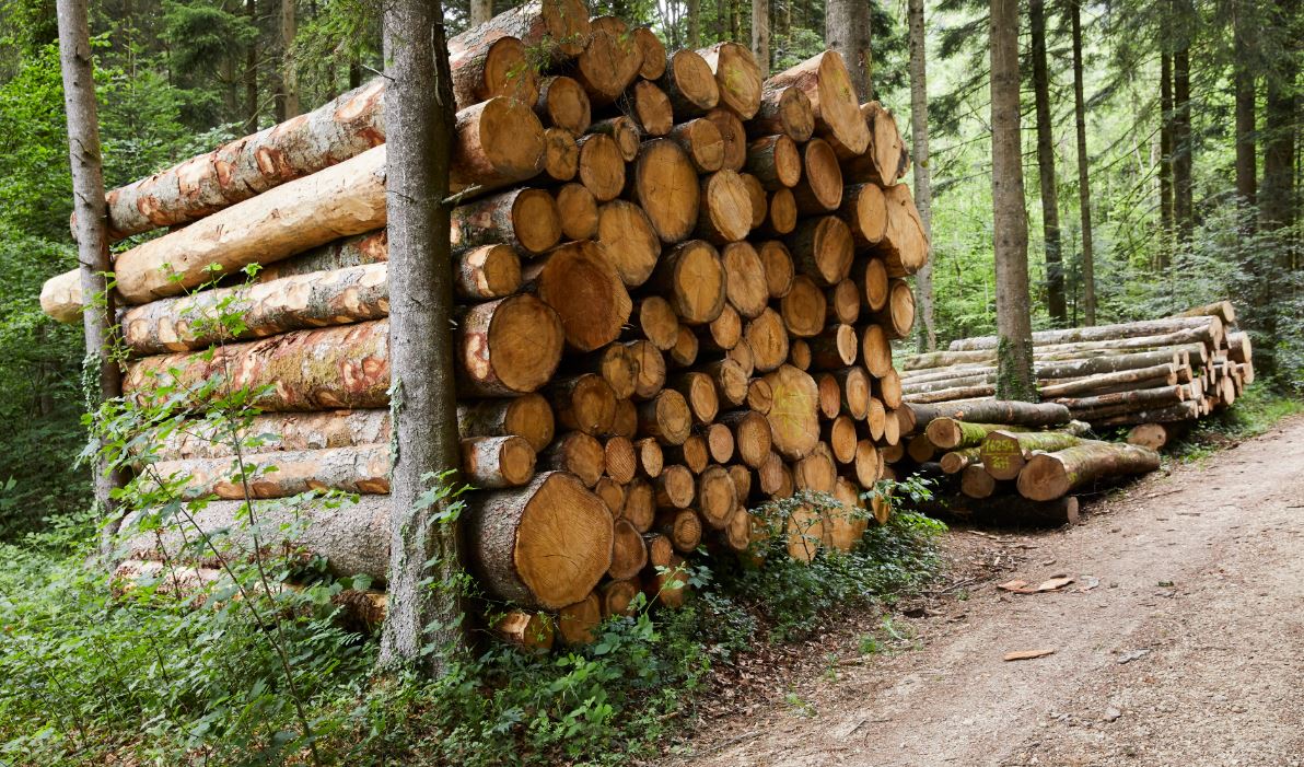Raurica Wald: Absatz von Energieholz soll massiv steigen