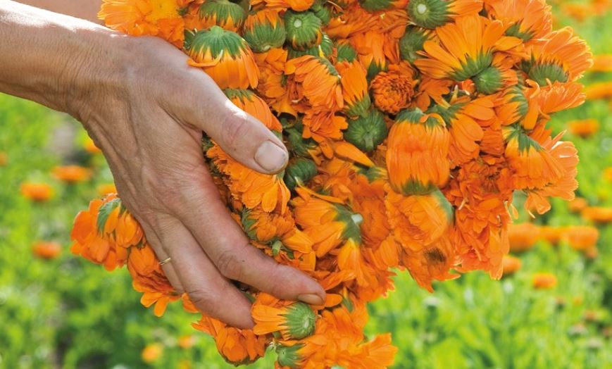 Sustainability Leaders auf OTC-X: Top-Spot für Weleda