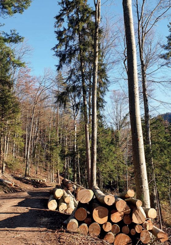 Raurica Wald: Umsatz und Gewinn steigen 2019 stark an