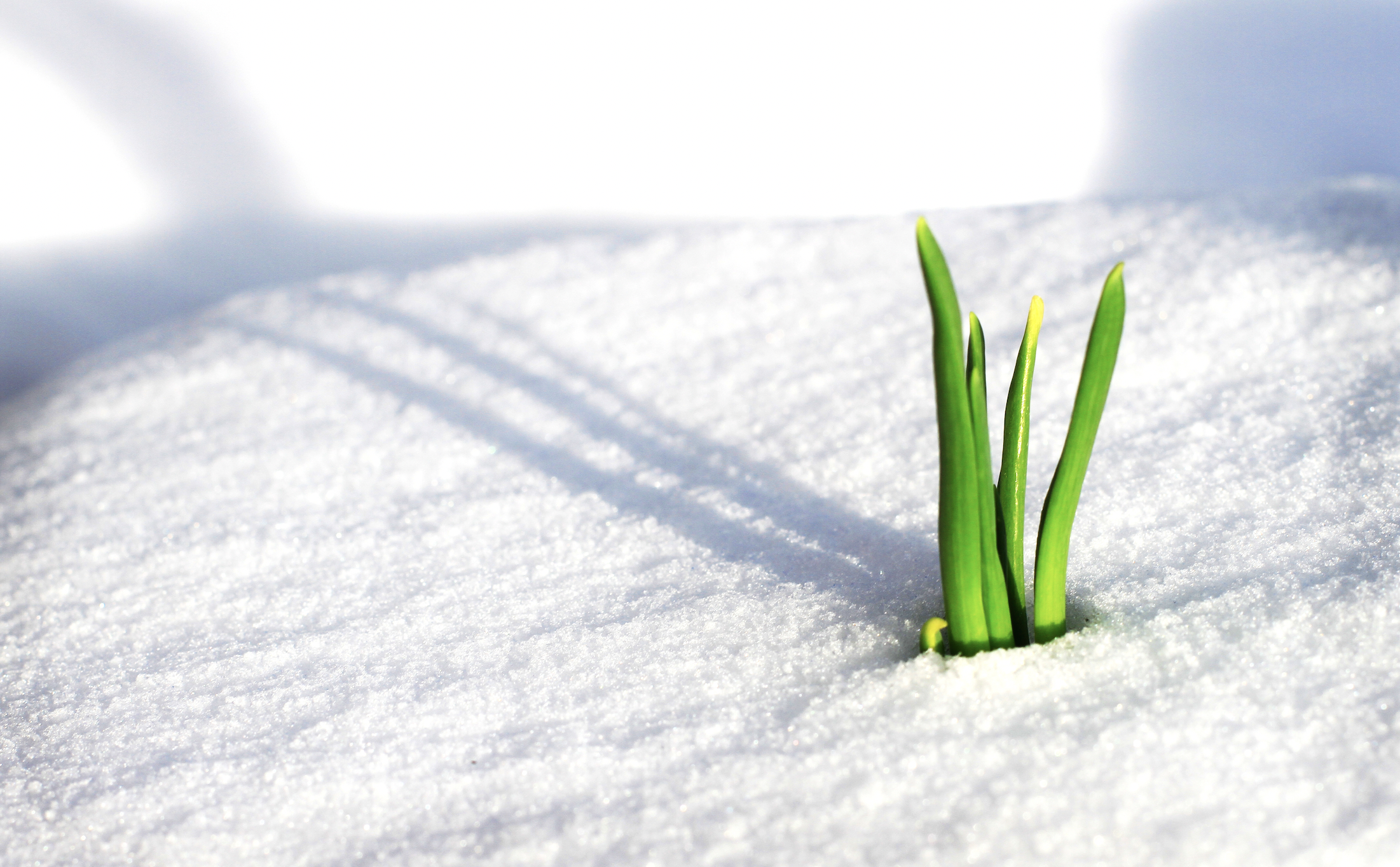 Schweizer Aktien Favoriten 2023: Hält der Januar-Indikator, was er verspricht?