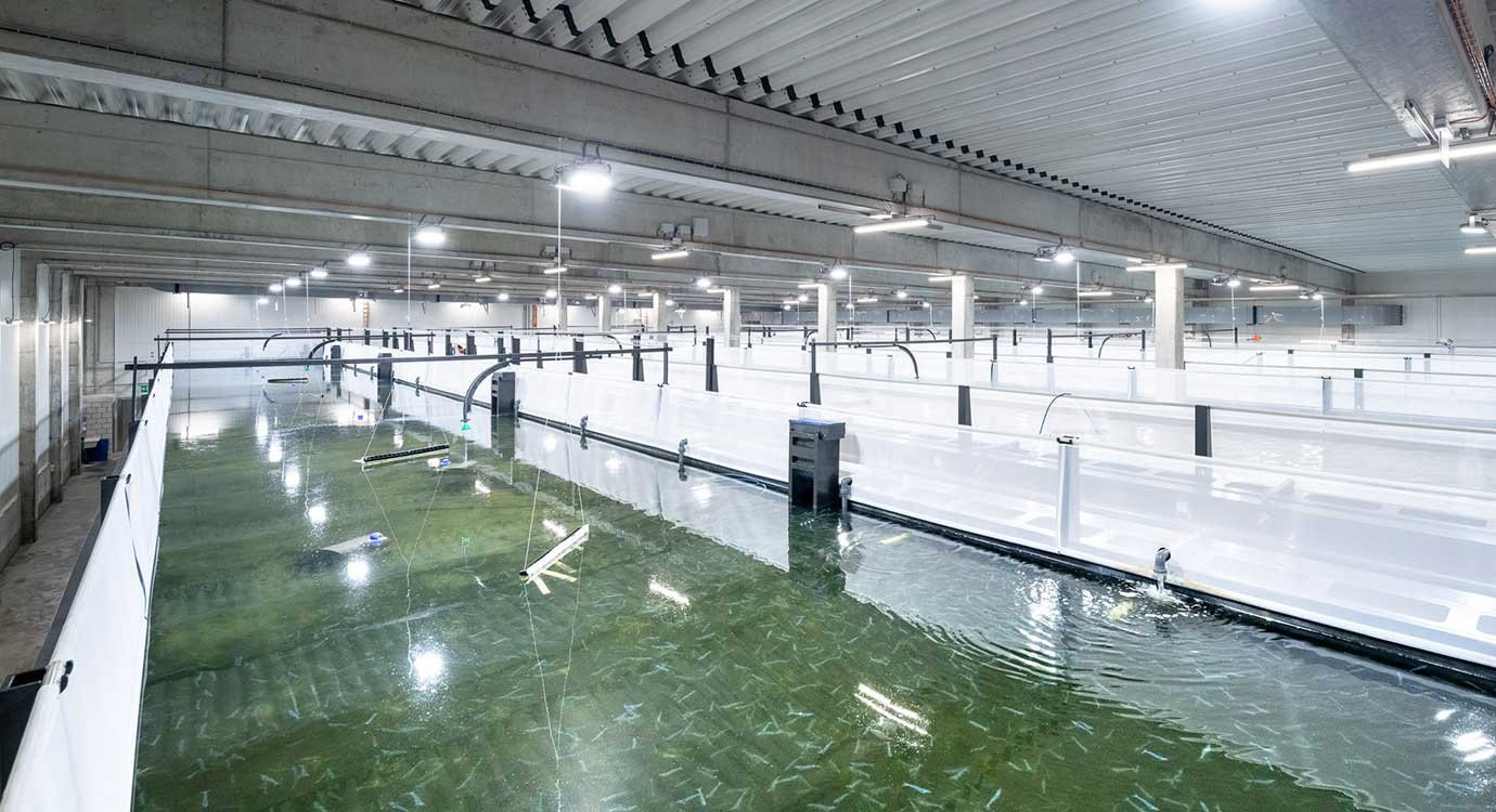 SwissShrimp: Betreiber der Garnelenfarm beantragt Nachlassstundung SwissShrimp AG