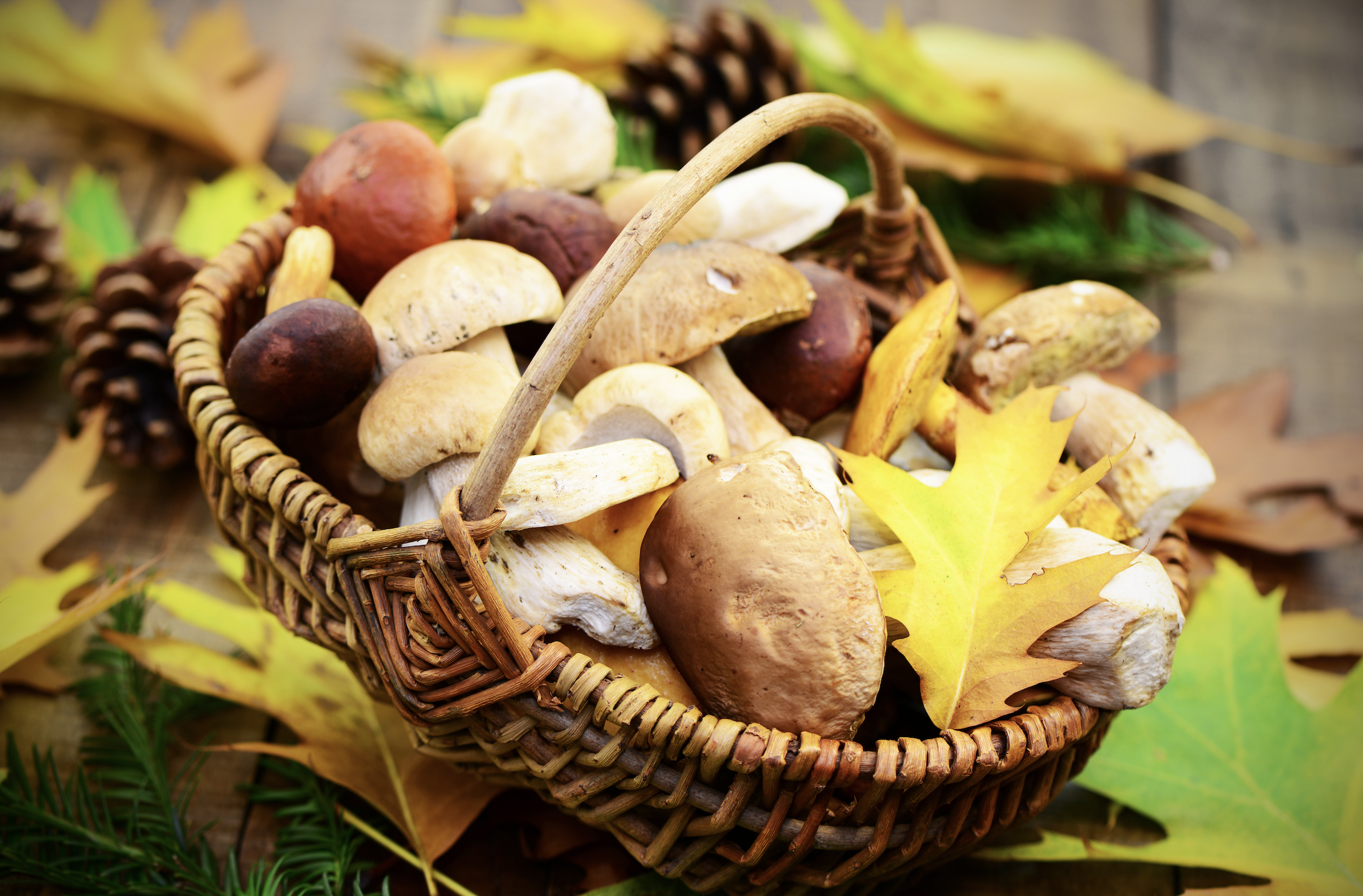 Schweizer Aktien Favoriten 2023: Spuk der September-Gespenster