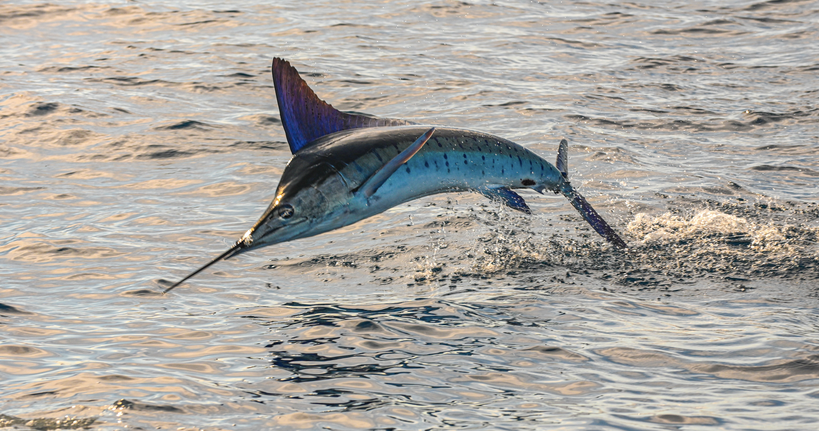 Schweizer Aktien Favoriten 2024: Lange Gesichter im Schocktober