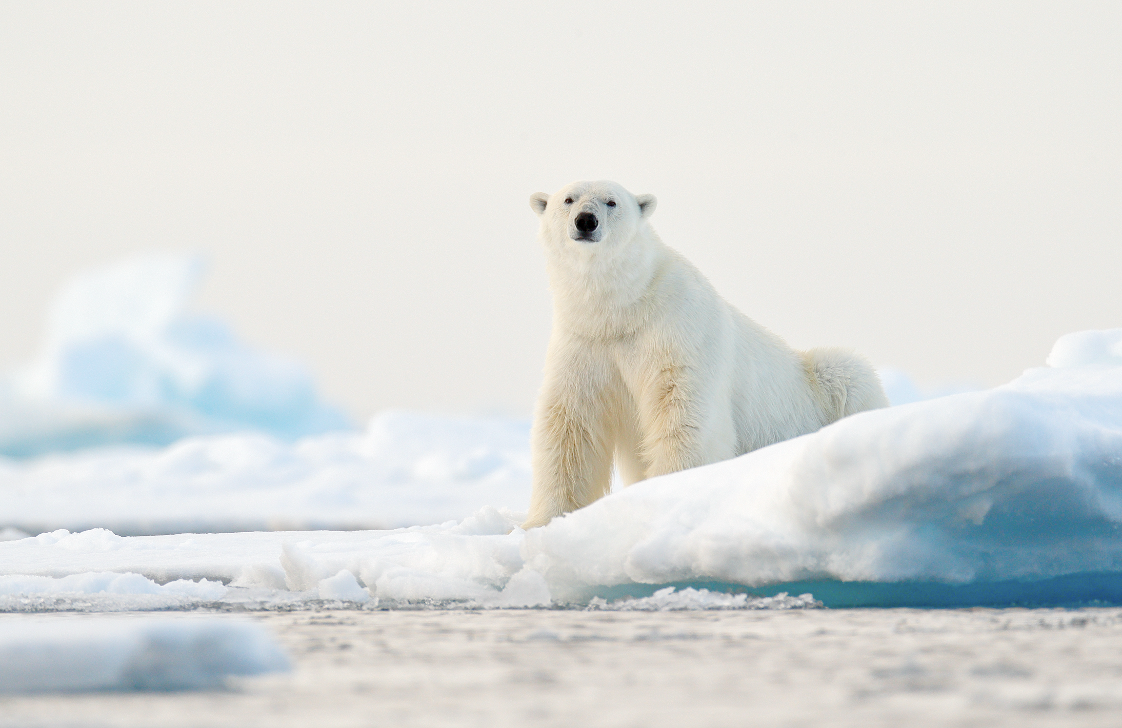 Schweizer Aktien Favoriten 2024: Temperatursturz im November