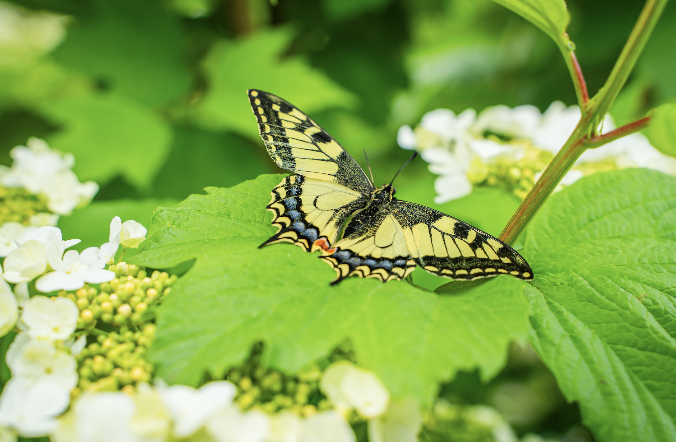 Schweizer Aktien Favoriten 2025: Richtungssuche auf hohem Niveau