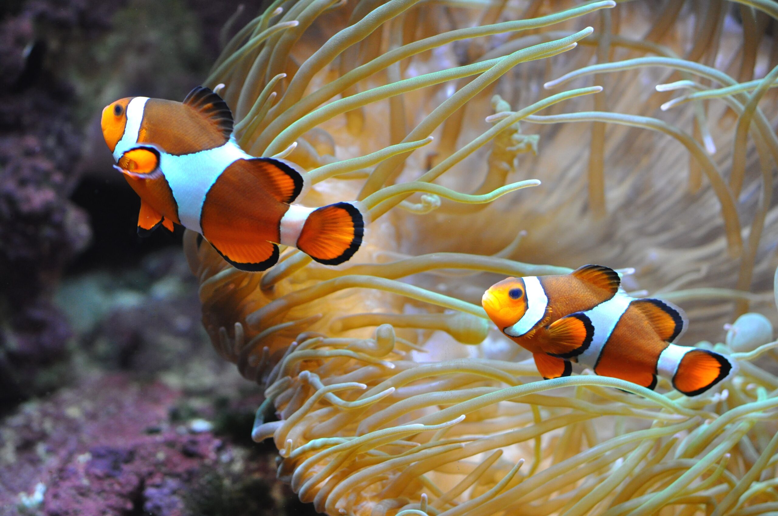 Schweizer Aktien Favoriten 2026: Neues Jahr, neue Chancen