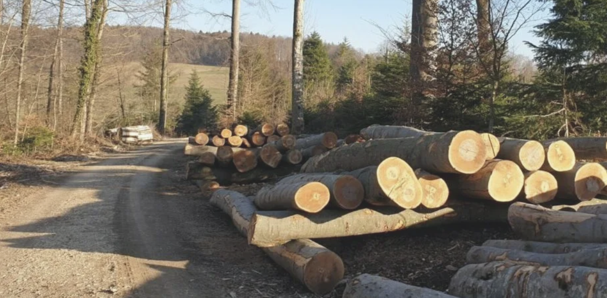 Raurica Wald: Gewinn legt im 2025 trotz rückläufiger Holzmengen zu